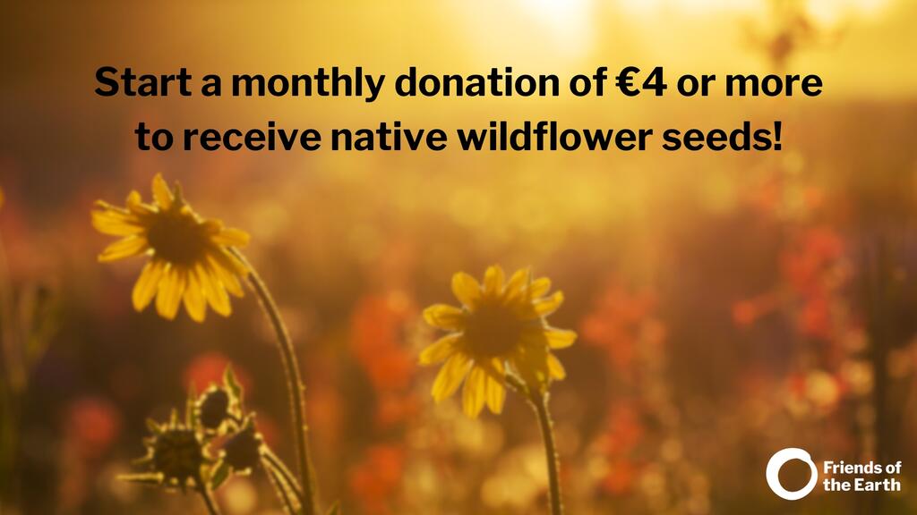 _Wildflower Seeds donate email